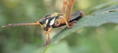 Cibotopteryx