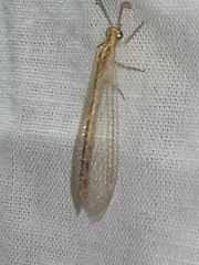Macronemurus appendiculatus
