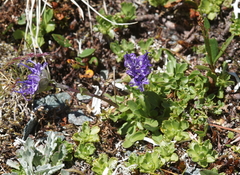 Phyteuma globulariifolium
