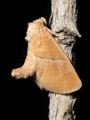Apoda latomia