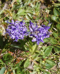 Phyteuma globulariifolium