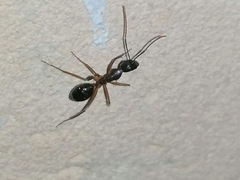 Camponotus aethiops