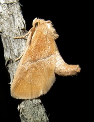 Apoda latomia