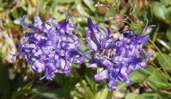 Phyteuma globulariifolium