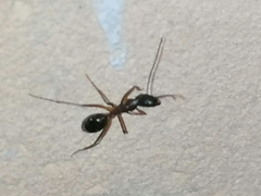 Camponotus aethiops