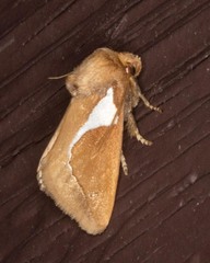 Prolimacodes trigona
