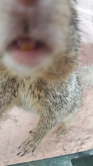 Otospermophilus variegatus