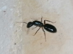 Camponotus aethiops