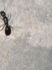 Camponotus aethiops