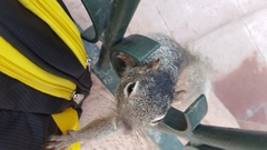 Otospermophilus variegatus