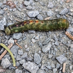 Notodonta dromedarius