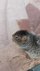 Otospermophilus variegatus