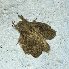Euglyphis melancholica