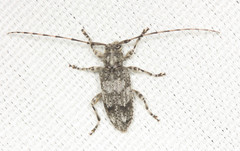 Sternidocinus barbarus
