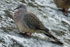 Streptopelia chinensis