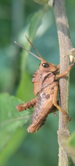 Cibotopteryx