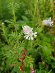 Silene vulgaris