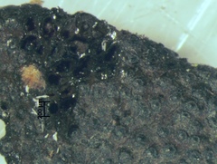 Image of Annulohypoxylon atroroseum