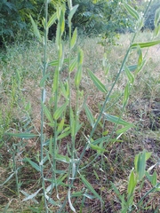 Chondrilla latifolia