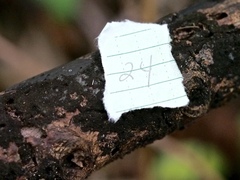 Annulohypoxylon atroroseum