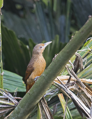 Dendrexetastes rufigula