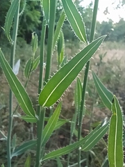 Chondrilla latifolia
