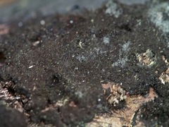 Annulohypoxylon atroroseum