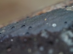 Annulohypoxylon atroroseum