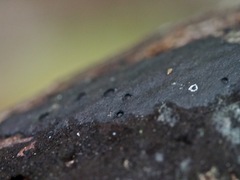 Annulohypoxylon atroroseum