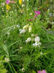 Silene vulgaris