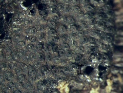 Annulohypoxylon atroroseum