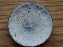 Annulohypoxylon atroroseum