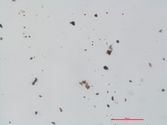 Annulohypoxylon atroroseum