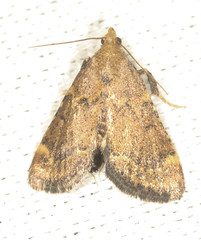 Hypsopygia phoezalis