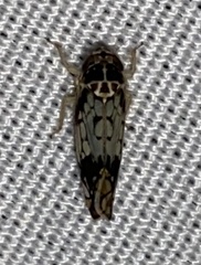Scaphoideus obtusus