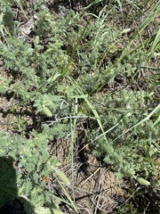 Dalea villosa villosa