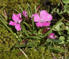 Dianthus glacialis