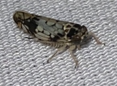 Scaphoideus obtusus