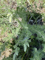 Dalea villosa villosa
