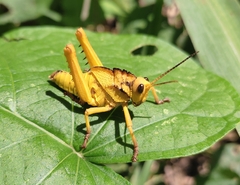 Cibotopteryx