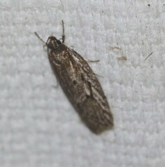 Acantholena siccella