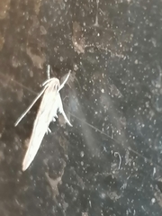 Pyroderces argyrogrammos