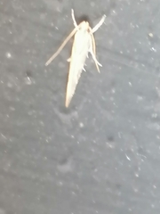 Pyroderces argyrogrammos