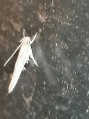 Pyroderces argyrogrammos