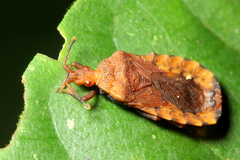 Hesus acuminatus