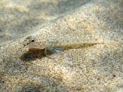 Marbled Goby photo 3