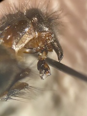 Sarcophaga variegata