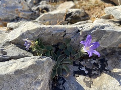 Campanula calaminthifolia