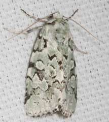 Bryolymnia viridata