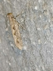 Ornativalva erubescens